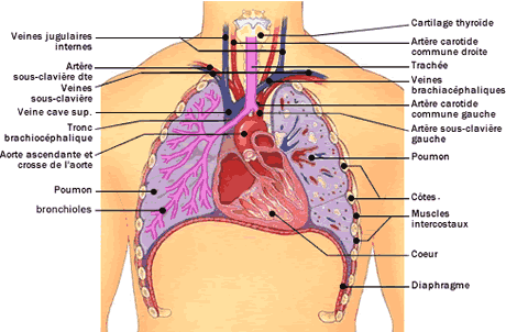 L’appareil respiratoire Appare10