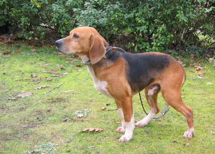 Beagle Harrier Chien-10