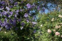 quelques photos de fleurs du jardin de Monet Dsc01615