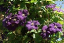 quelques photos de fleurs du jardin de Monet Dsc01616