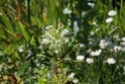 quelques photos de fleurs du jardin de Monet Dsc01617