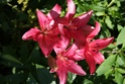 quelques photos de fleurs du jardin de Monet Dsc01619