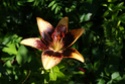 quelques photos de fleurs du jardin de Monet Dsc01621