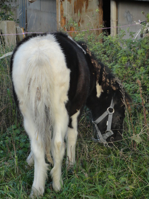 Je suis enfin dans la rubrique PONEYS !! Dsc03038