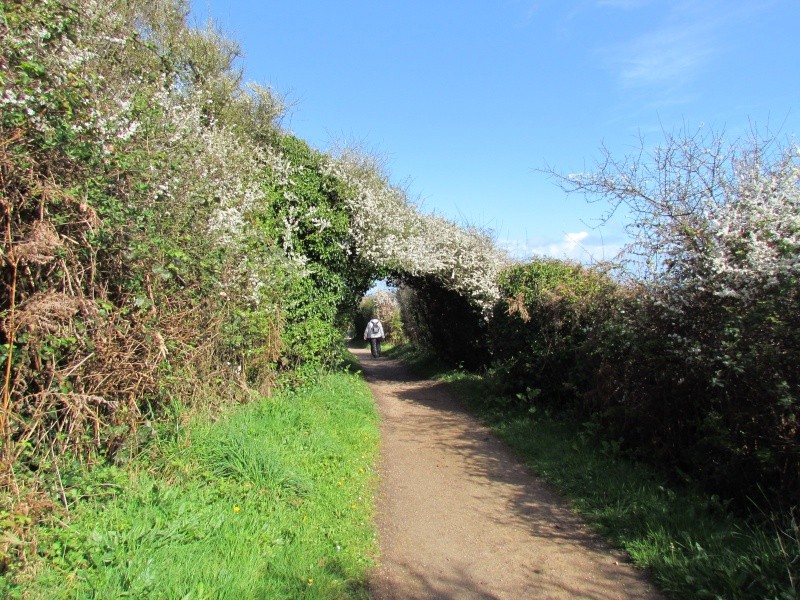 BALADE A PEROS GUIREC...et les villages alentours par le chemin  des douaniers  3521