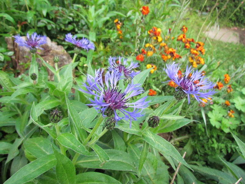 toutes les fleurs de couleur violette, bleue,  749