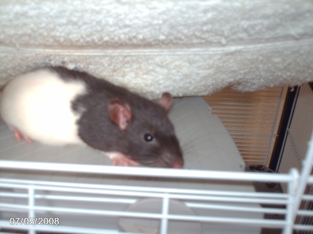 6 rats males Zebulo11
