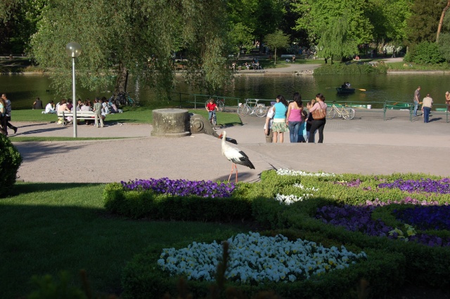 Europe, France, Strasbourg, Le parc de L'orangerie et ses cigognes. Dsc_0231