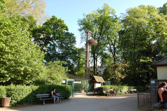 Europe, France, Strasbourg, Le parc de L'orangerie et ses cigognes. Dsc_0253