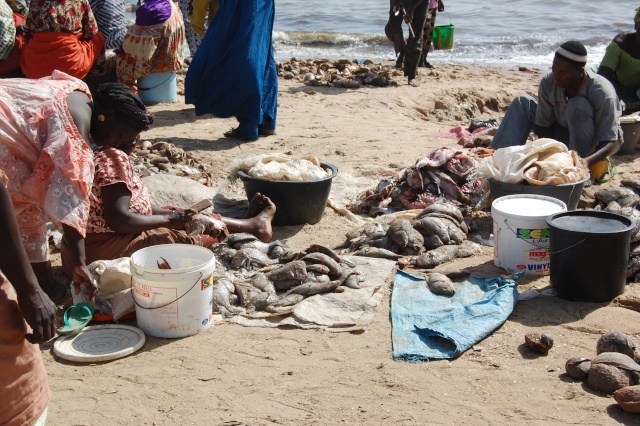 senegal - Afrique, Sénégal, Mbour,  Mars 2008. Le port de pêche. Photos commentées de 19 à 32 / 1000 Dsc_0681