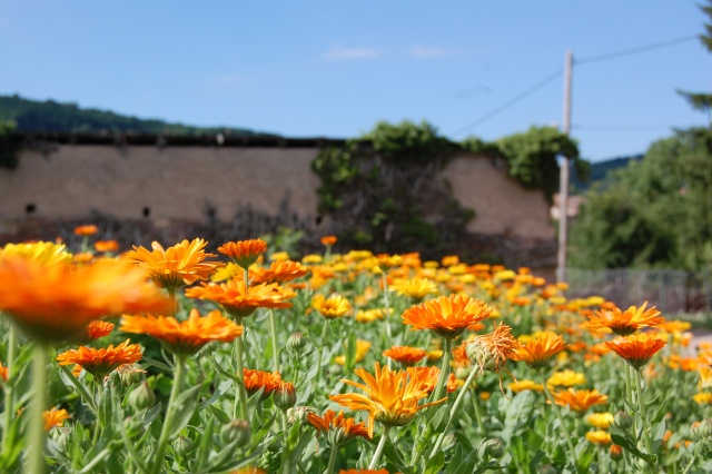 Europe, France, Alsace. Wangen, petit village de vignerons Dsc_1495