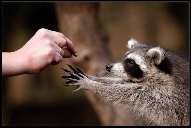 de très jolies photos d'animaux et de  la nature Panach23