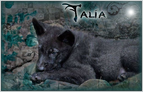 Talia # Rainbow Wolf (Pris) Talia12