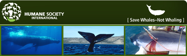 Dites  Gorton de faire plus pour les baleines ! Ban10