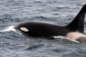 URGENT, sauvez Lolita l'orque de sa captivit maintenant !!, IL FAUT 10 000 signatures ! Orque11