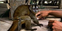 Arrter le trafic illgal des singes hiboux en Colombie Singe10