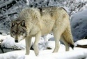 Dites  l'administration Bush de stopper l'abattage des loups gris !, NRDC Loup_g11