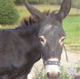 Accorder un plus grand dlai au refuge "Corfu Donkey Rescue" pour se reloger Thumbn10
