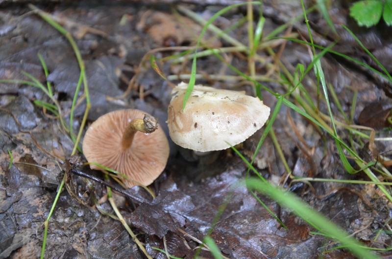 Quelle odeur mes amis !  / Hebeloma sacchariolens A16