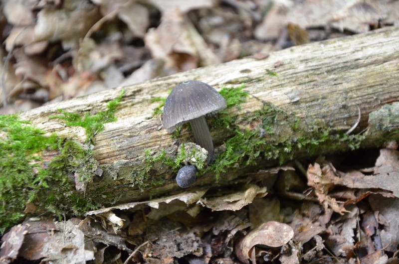 28/07/2011 - 2 / Mycena polygramma B110