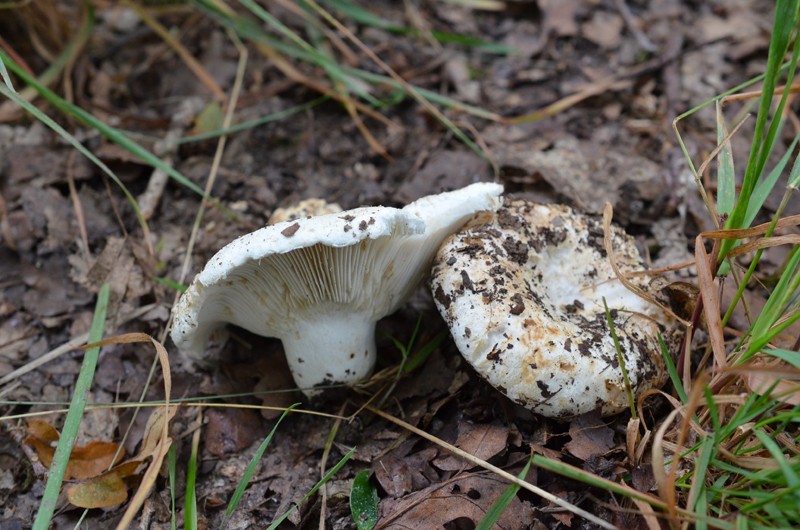 Russula delica C115