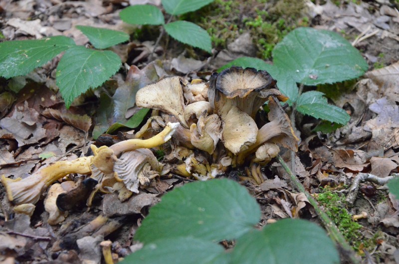 Craterellus melanoxeros Crater10