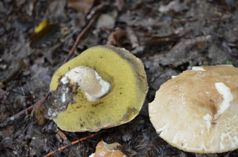 Boletus aestivalis D113