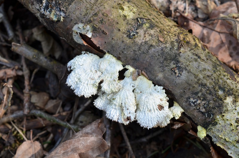 Schizophyllum commune Dsc_0023