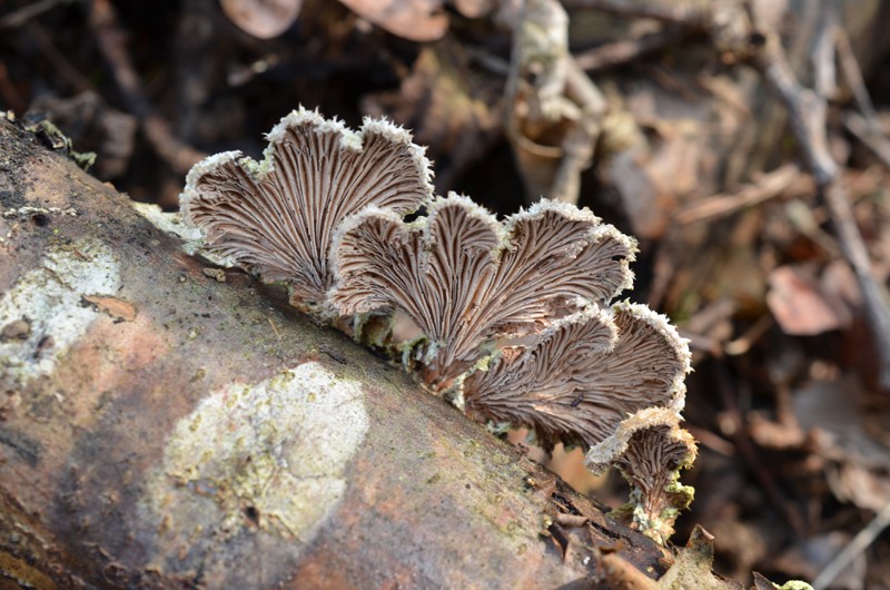 Schizophyllum commune Dsc_0024