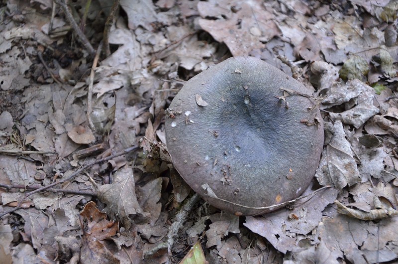 28/07/2011 - 10 / Russula langei K110