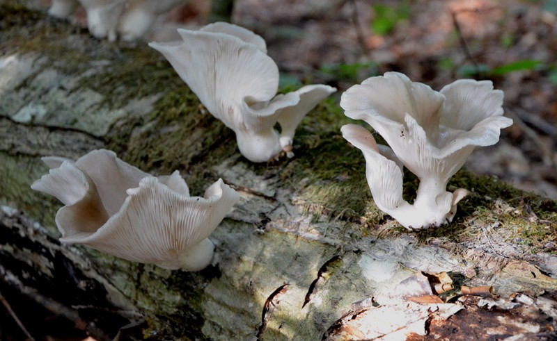 Pleurotus pulmonarius Pleuro12