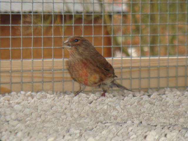 Métis linot Oiseau13