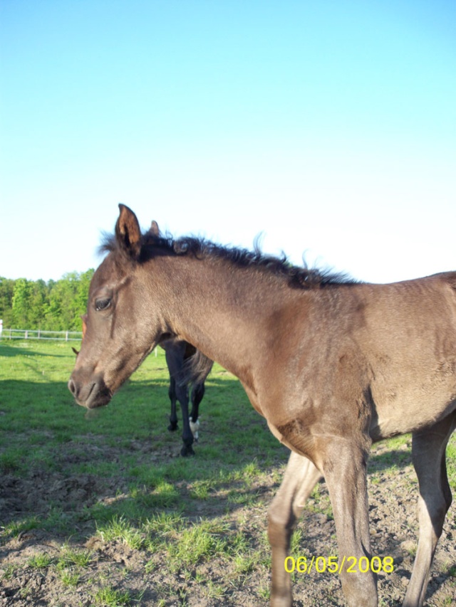 2008 - U'SAFIRA pouliche DSA noire par SKAZIR x trotteuse 100_0211