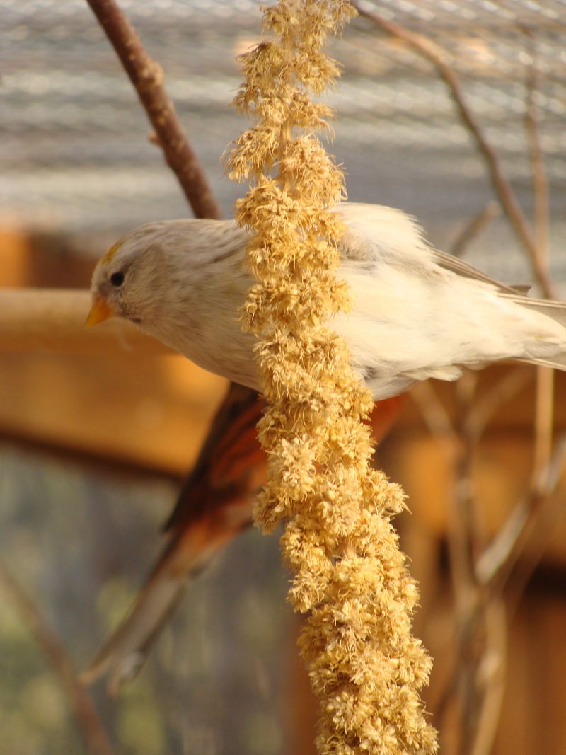 Voici mes oiseaux Dsc05910