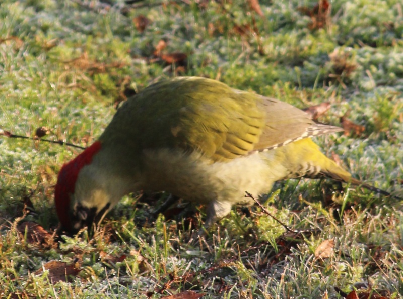 pic vert ( picus viridis) Img_0418