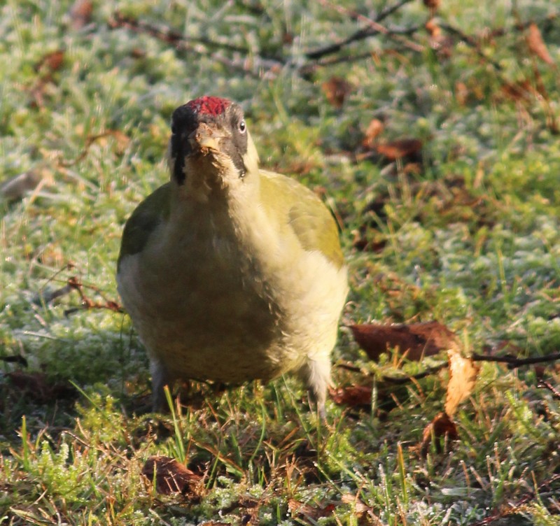 pic vert ( picus viridis) Img_0420