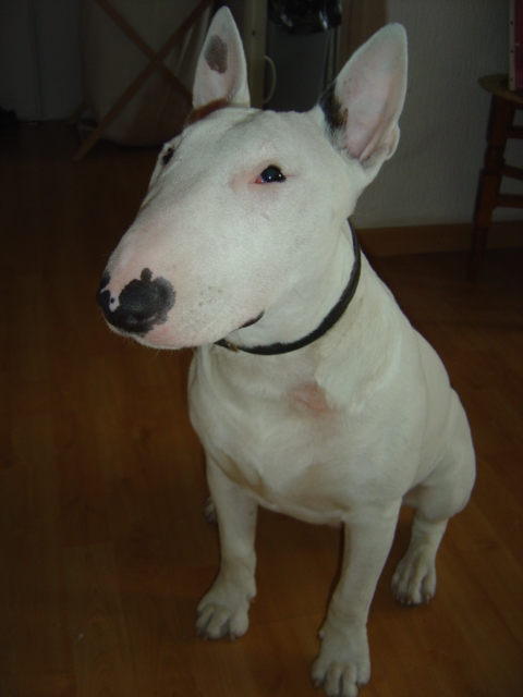 CASPER , bull terrier standard euthanasi  8 mois Dsc00413