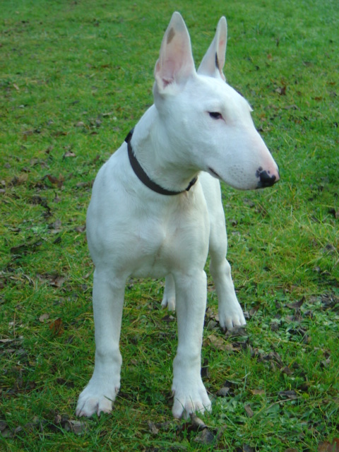 CASPER , bull terrier standard euthanasi  8 mois Dsc00414
