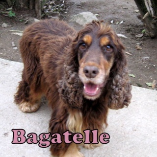 BAGATELLE - cocker  anglais 5 ans -  Coeur à 4 pattes à Chateau Chinon (58) Bagate10