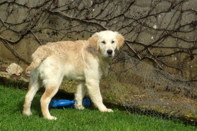 GUMBO - golden retriever 8 mois - Coeur 4 pattes à Chateau Chinon (58) Gumbo11