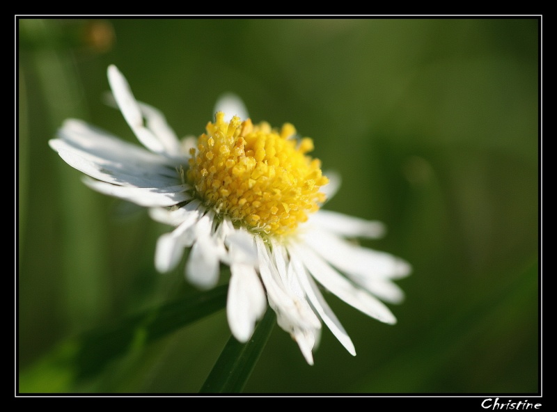 premiéres macro canon 400 D+DCR 250 (+1) Img_0213