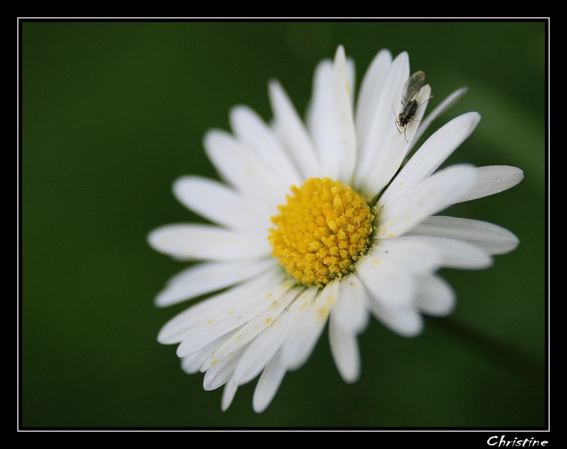 premiéres macro canon 400 D+DCR 250 (+1) Img_0311