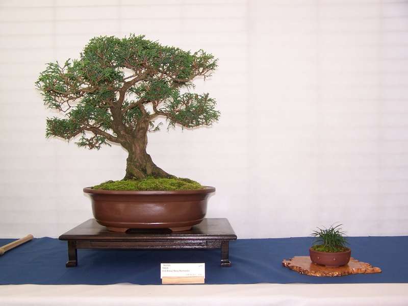 expo bonsai Rouen jardin des plantes 1 et 2 octobre 2011 100_4919