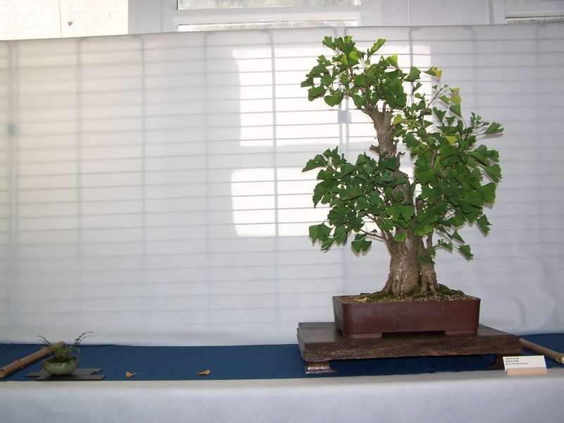 expo bonsai Rouen jardin des plantes 1 et 2 octobre 2011 100_4924