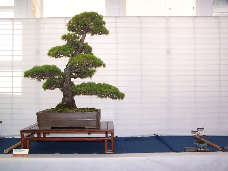 expo bonsai Rouen jardin des plantes 1 et 2 octobre 2011 100_4925