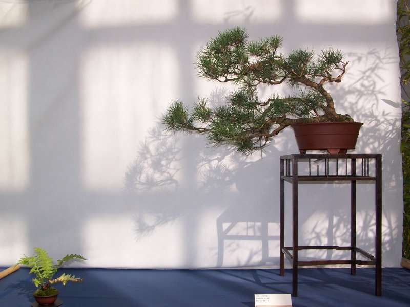 expo bonsai Rouen jardin des plantes 1 et 2 octobre 2011 100_4941