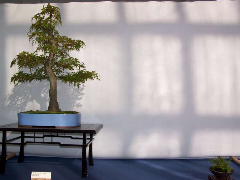 expo bonsai Rouen jardin des plantes 1 et 2 octobre 2011 100_4946