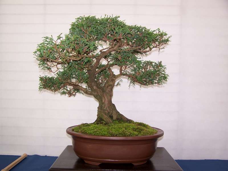 expo bonsai Rouen jardin des plantes 1 et 2 octobre 2011 100_4949