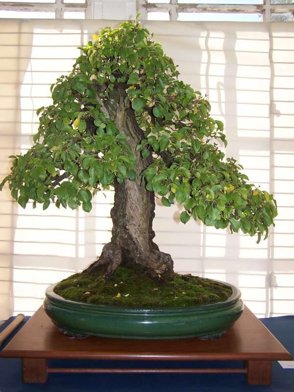 expo bonsai Rouen jardin des plantes 1 et 2 octobre 2011 100_4953