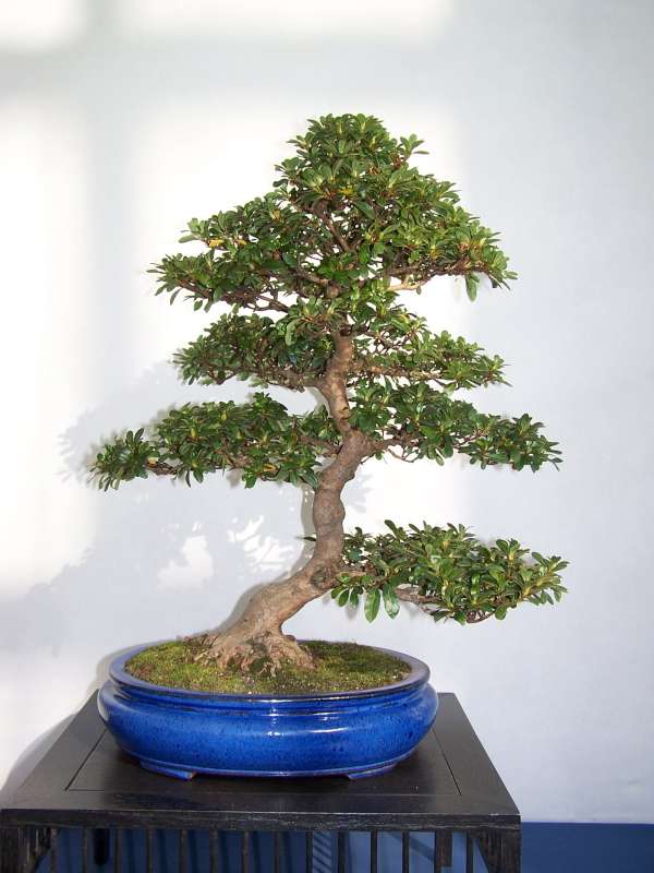 expo bonsai Rouen jardin des plantes 1 et 2 octobre 2011 100_4955